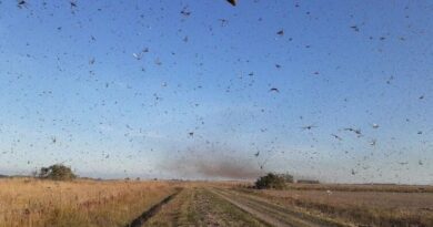 Eles estão de volta: Rio Grande do Sul monitora riscos com gafanhotos na Argentina