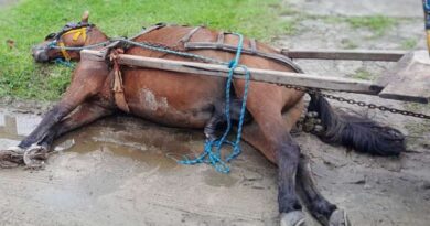 Cavalo morre ao tocar fio energizado em via pública em Palmares do Sul