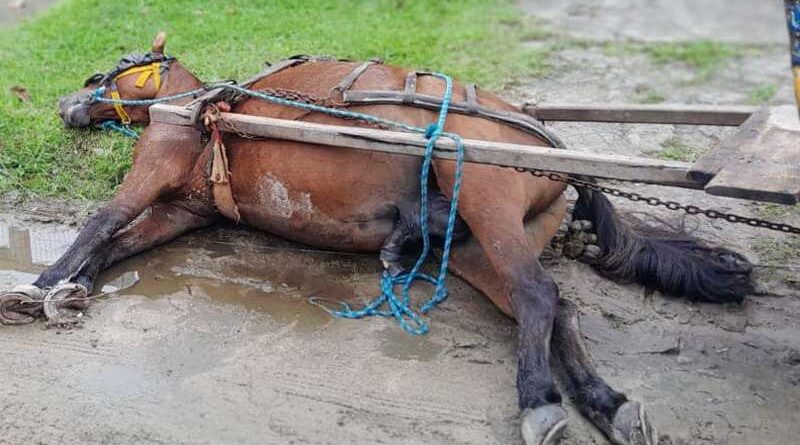 Cavalo morre ao tocar fio energizado em via pública em Palmares do Sul