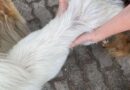 Maus-tratos a animais em Imbé: cinco cães resgatados em ação conjunta