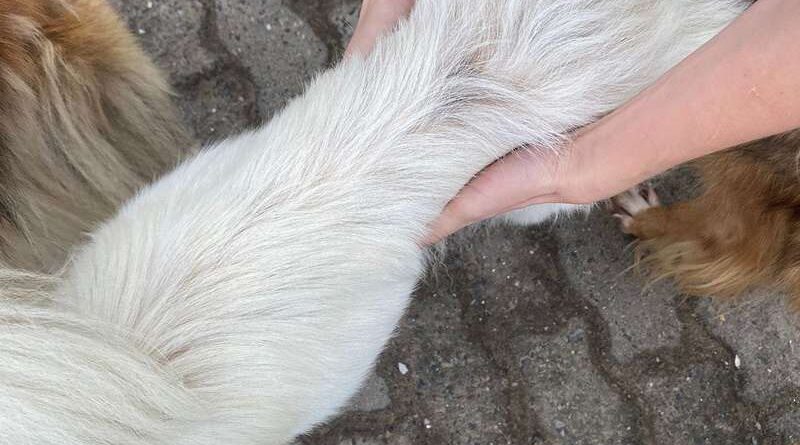 Maus-tratos a animais em Imbé: cinco cães resgatados em ação conjunta