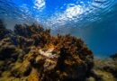 Nova epidemia ameaça sobrevivência de recifes de corais
