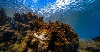 Nova epidemia ameaça sobrevivência de recifes de corais