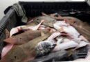 Pesca ilegal de espécies protegidas em São José do Norte: Pescador é condenado a pagar R$ 100 mil