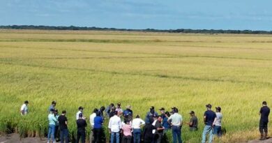 Workshop em Capivari do Sul destaca produção sustentável de arroz na América Latina