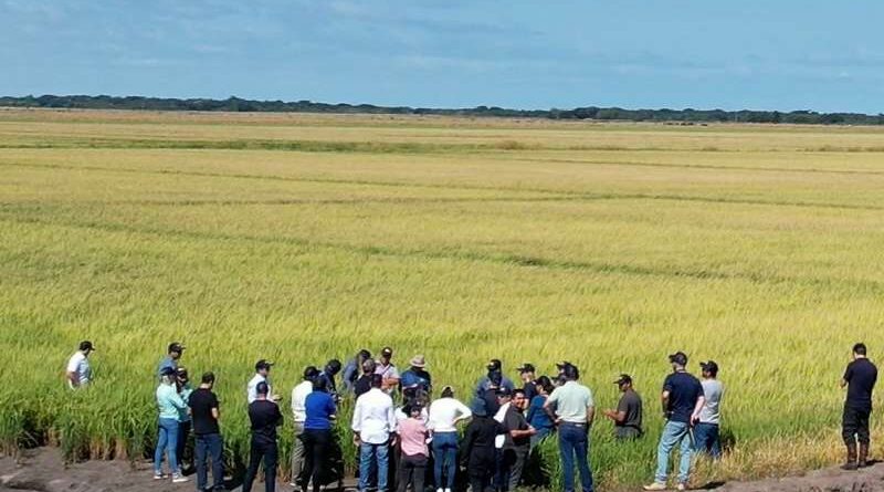 Workshop em Capivari do Sul destaca produção sustentável de arroz na América Latina