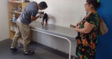 Belinha, cachorrinha sobrevivente da enchente em Eldorado do Sul, recebe atendimento em Tramandaí