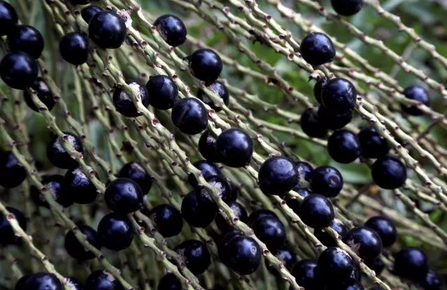 Conhece o açaí Gaúcho? "Primo amazônico" está em alta no Litoral Norte