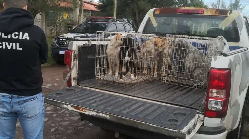Família volta para sua cidade e abandona 6 cães em Tramandaí