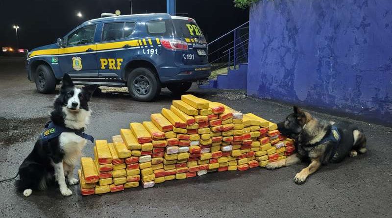 PRF apreende 200kg de maconha escondida em caminhão com auxílio de cães farejadores em Osório