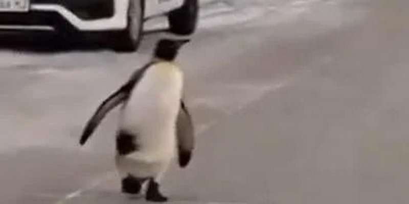 Pinguim é flagrado andando pelas ruas de Rio Grande na Terra do Fogo