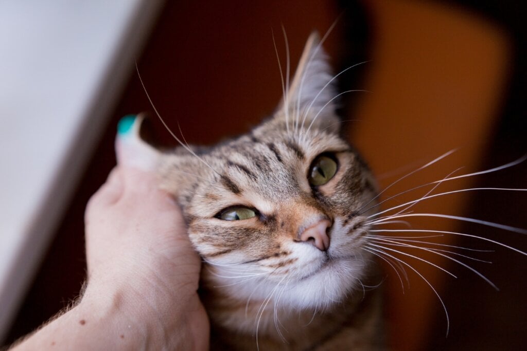 Mão feminina fazendo carinho na cabeça de um gato