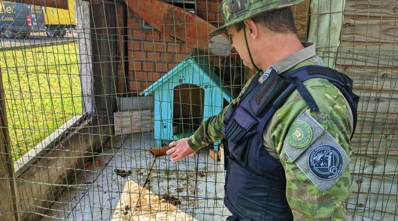 Pitbull abandonado e agressivo é resgatado pela polícia ambiental em Torres