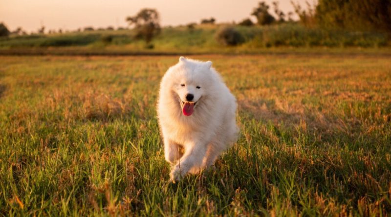 4 características do cachorro da raça samoieda 