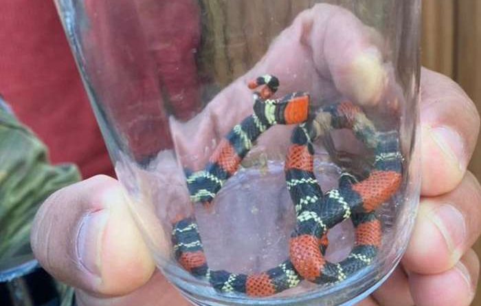 Serpente venenosa é capturada em bairro de Torres