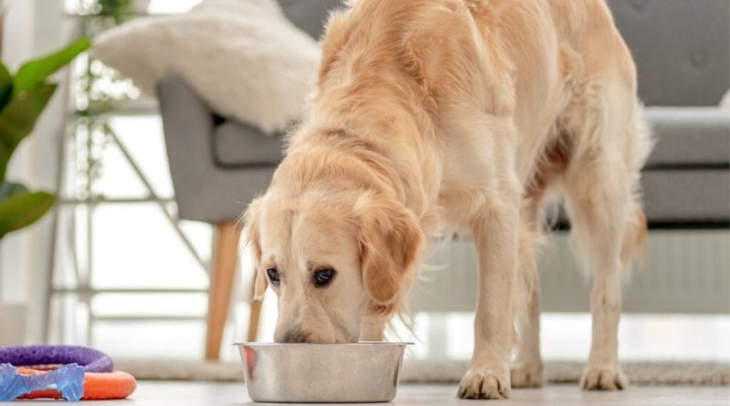 5 perguntas e respostas sobre alimentação para pets