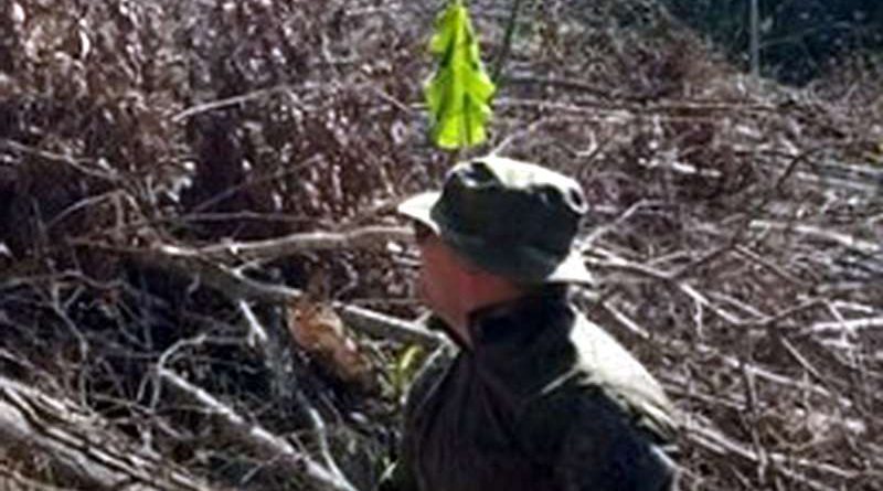 Ambiental flagra corte ilegal de vegetação nativa em área de três hectares no Litoral