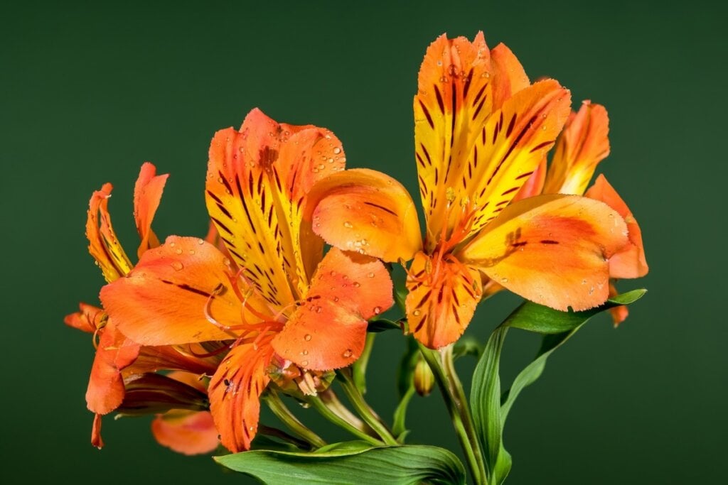 Astronelia laranja em um jardim 