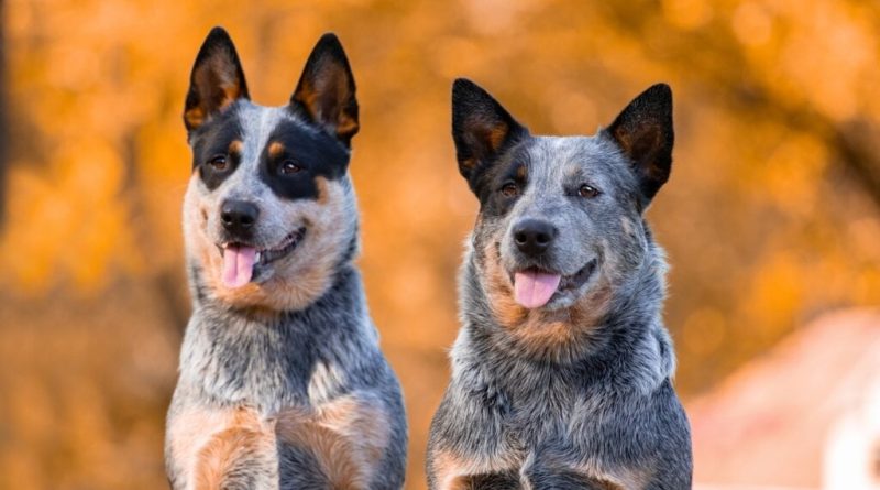 4 características do cachorro da raça boiadeiro australiano 