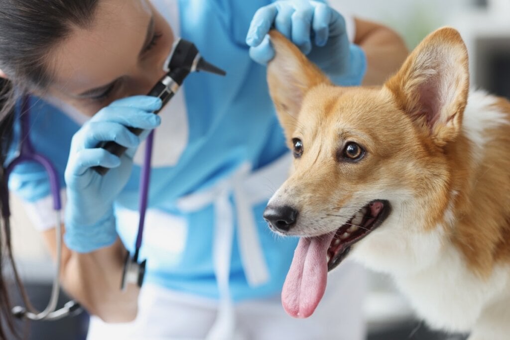 Médica examinando o ouvido de um cachorro 