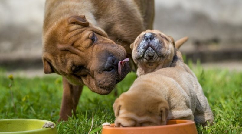 4 características do cachorro da raça shar pei