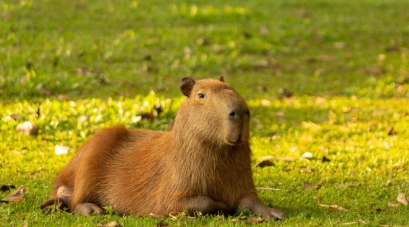 7 curiosidades incríveis sobre as capivaras