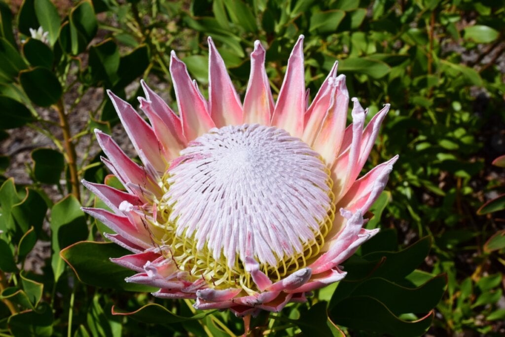 Flor protea nativa da Cidade do Cabo