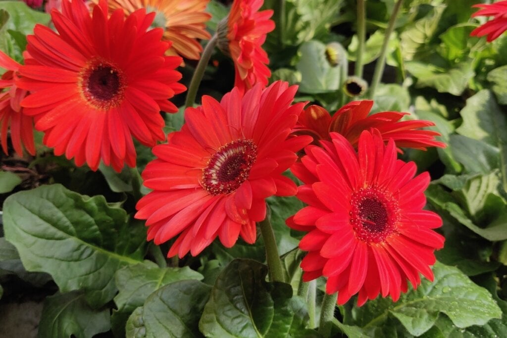 Flor de gerbera vermelha em um jardim 