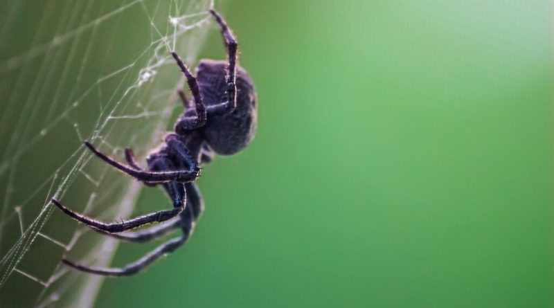 7 curiosidades surpreendentes sobre as aranhas 