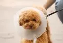 10 dicas para facilitar o uso do cone pelo cachorro 