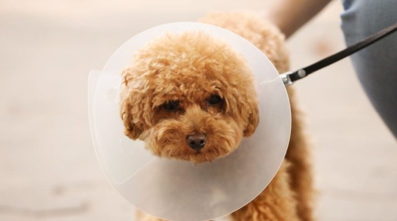 10 dicas para facilitar o uso do cone pelo cachorro 