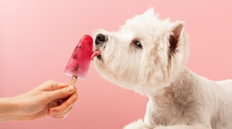 3 sorvetes caseiros para refrescar os animais no calor