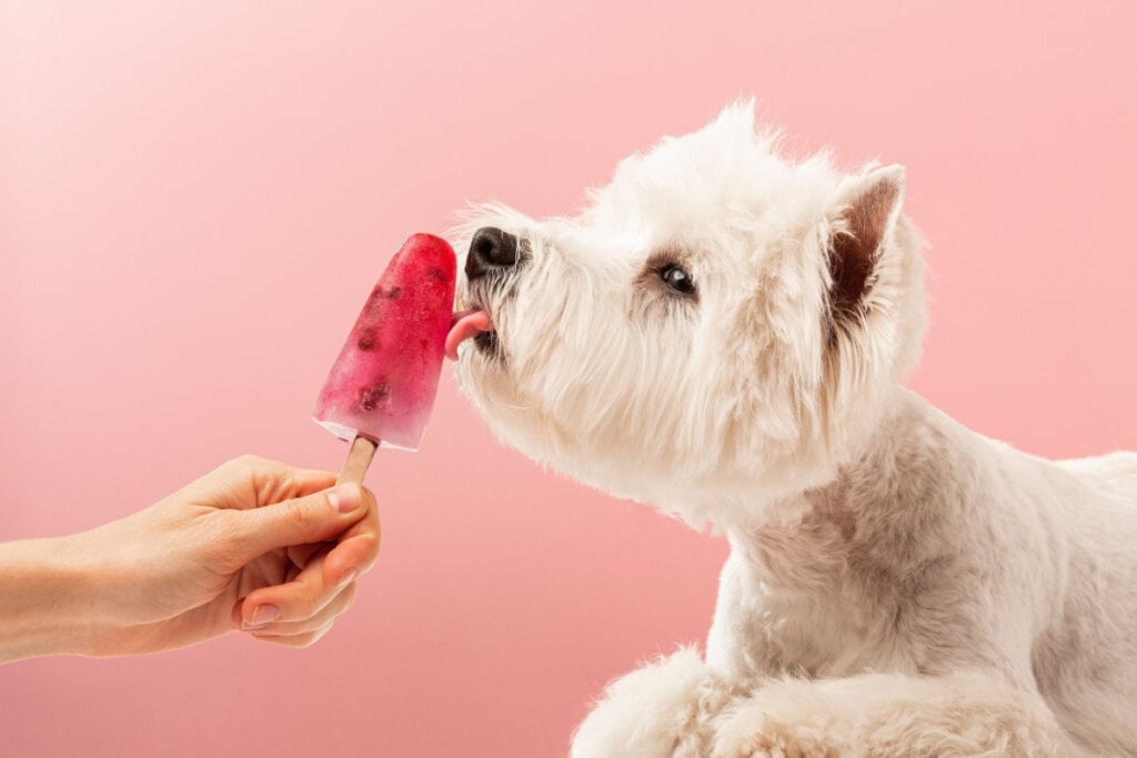 Cachorro branco lambendo picolé de fruta em mão de humano