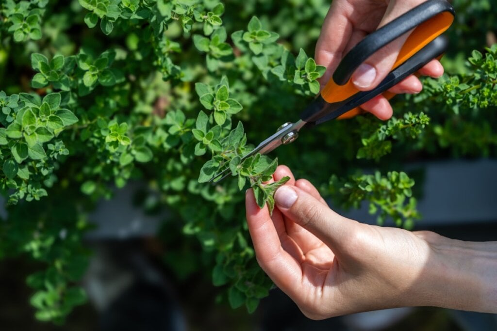 mãos cortando orégano de pé com tesoura preta e laranja