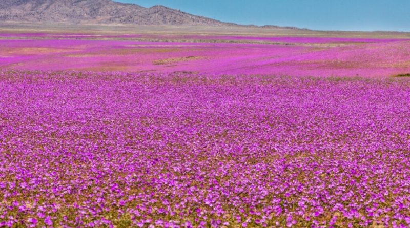 5 destinos pelo mundo para curtir a beleza da primavera