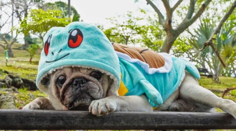 8 nomes para cachorros inspirados em Pokémon