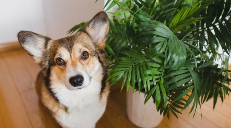 Veja os perigos das plantas tóxicas para cães e gatos