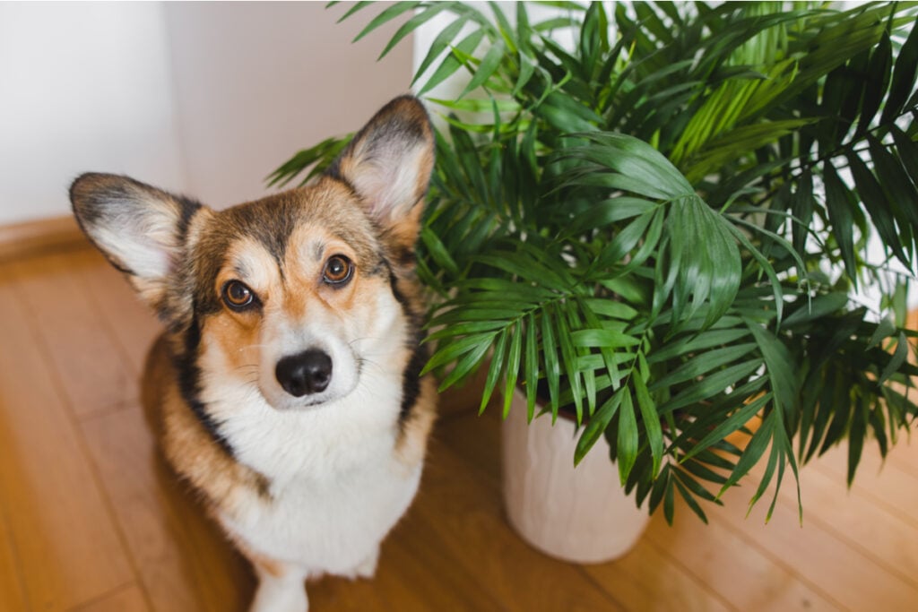 cachorro corgi sentado ao lado de vaso com planta verde