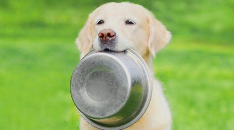 Veja o tipo de alimentação adequada para cachorro obeso