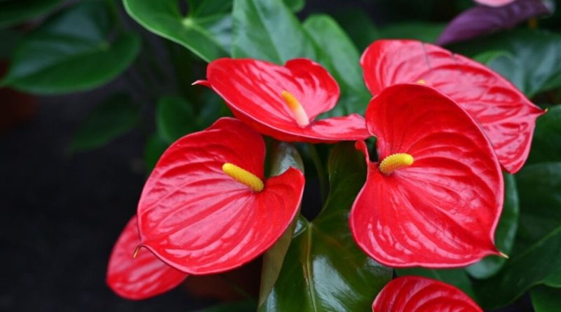 3 flores para decorar a casa na primavera