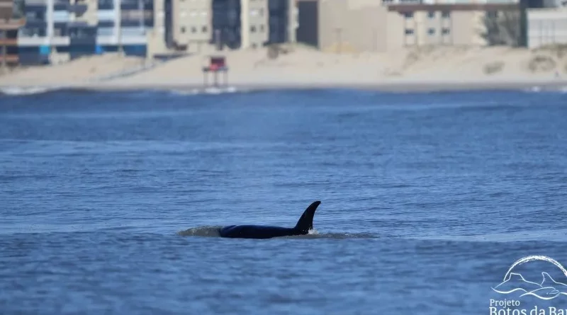 Avistamento raro: orcas aparecem no litoral norte