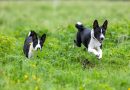 4 características do cachorro da raça basenji