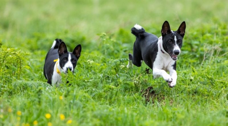 4 características do cachorro da raça basenji