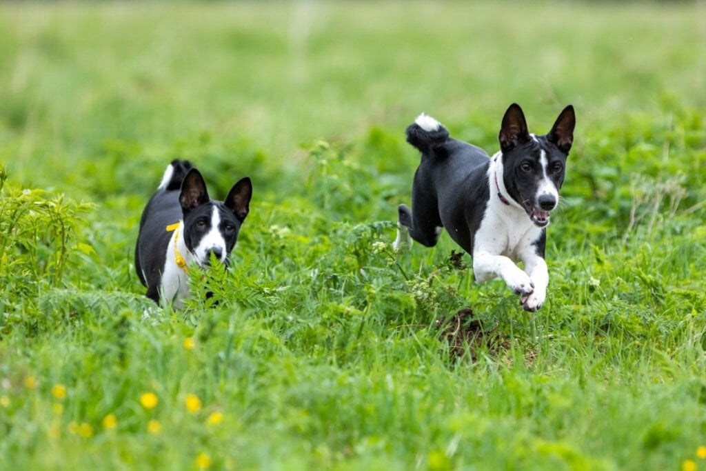 Dois cachorros da raça basenji correndo na grama