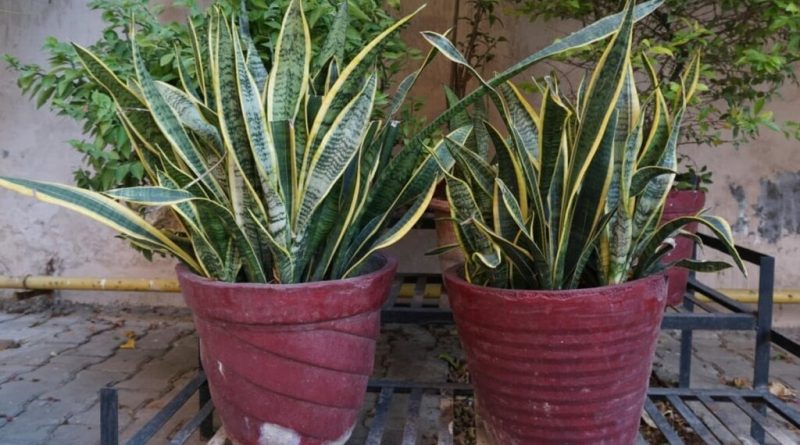 7 plantas para decorar a casa e atrair boas energias