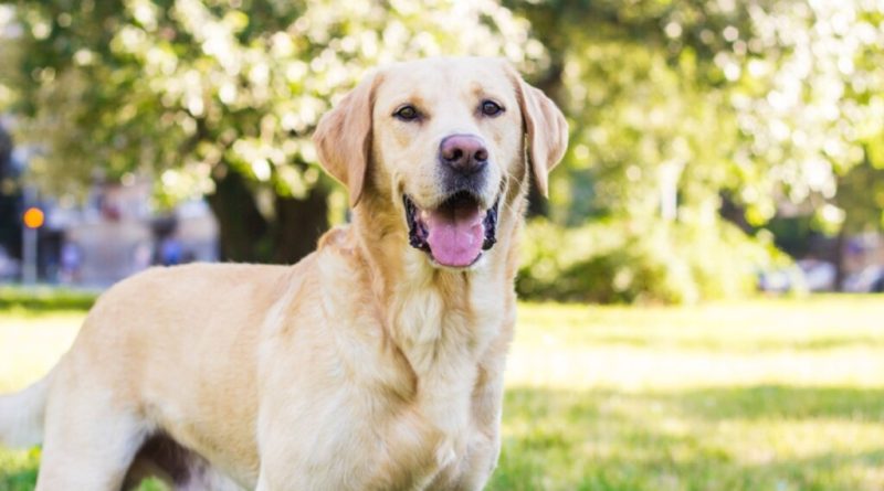 10 raças mais indicadas para quem nunca teve um cachorro 