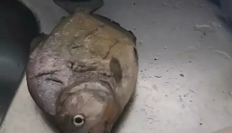 Pescador fisga piranha Palometa em Osório