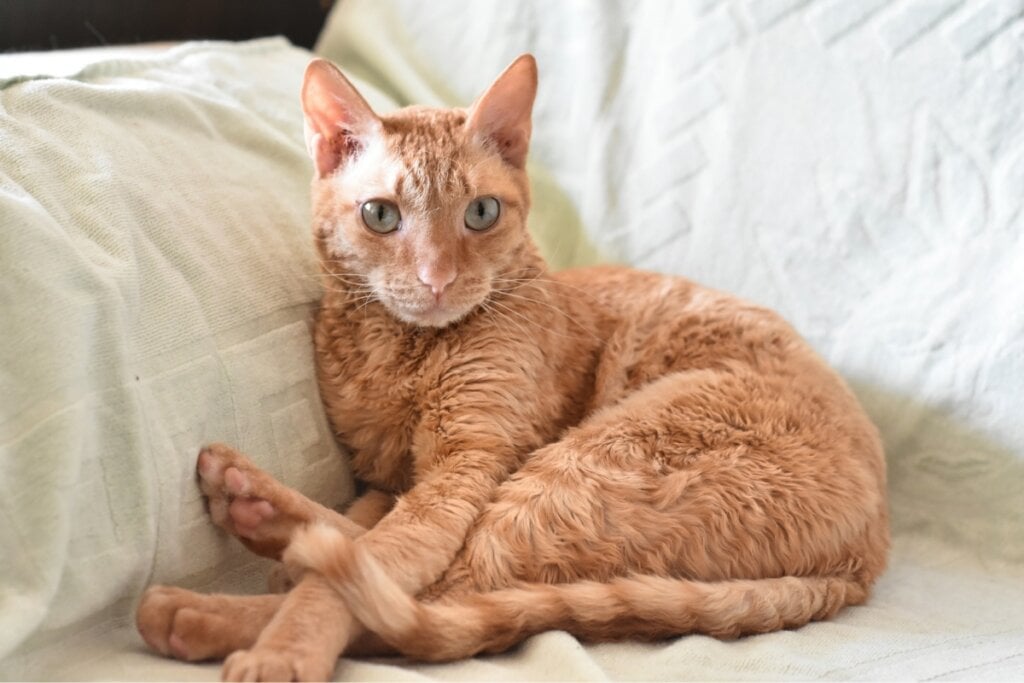 Gato caramelo da raça Ural rex deitado em um sofá branco