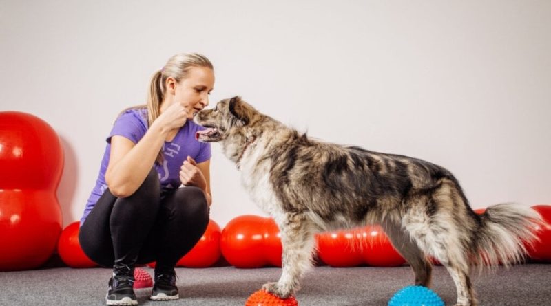 7 benefícios do reforço positivo para o cachorro 