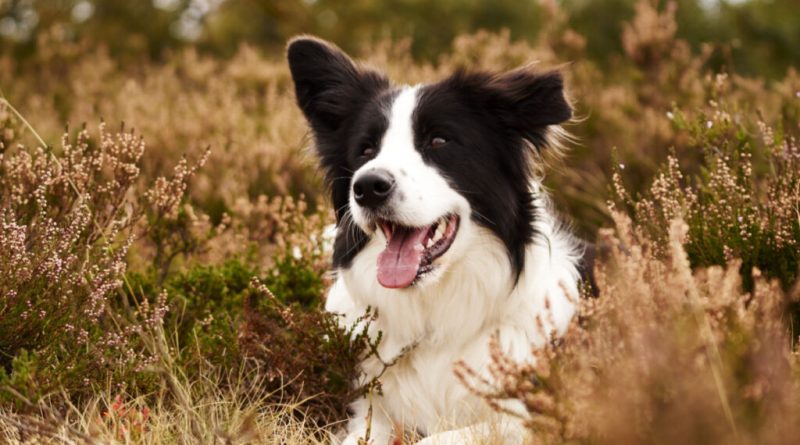 8 raças de cachorro mais inteligentes do mundo